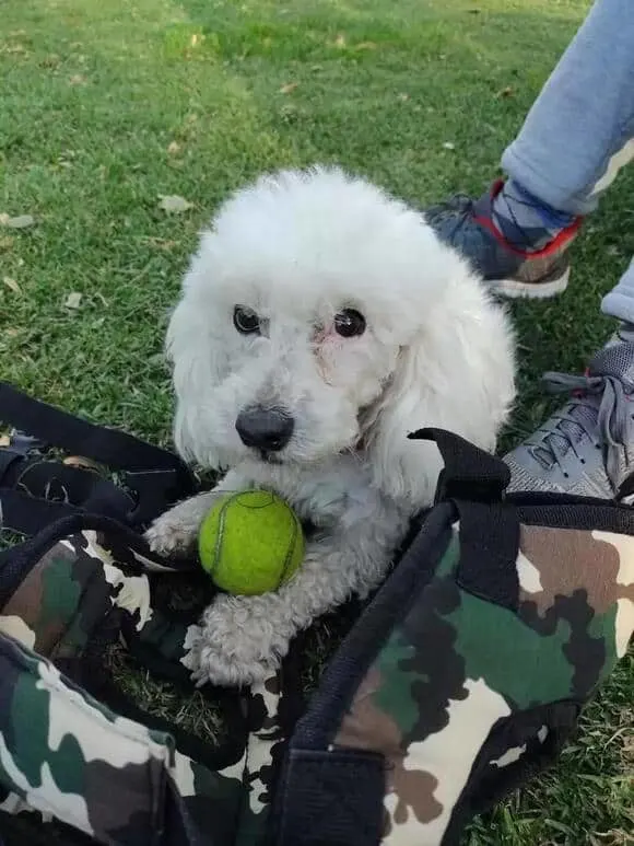 un caniche blanco con una bola verde yace en el césped