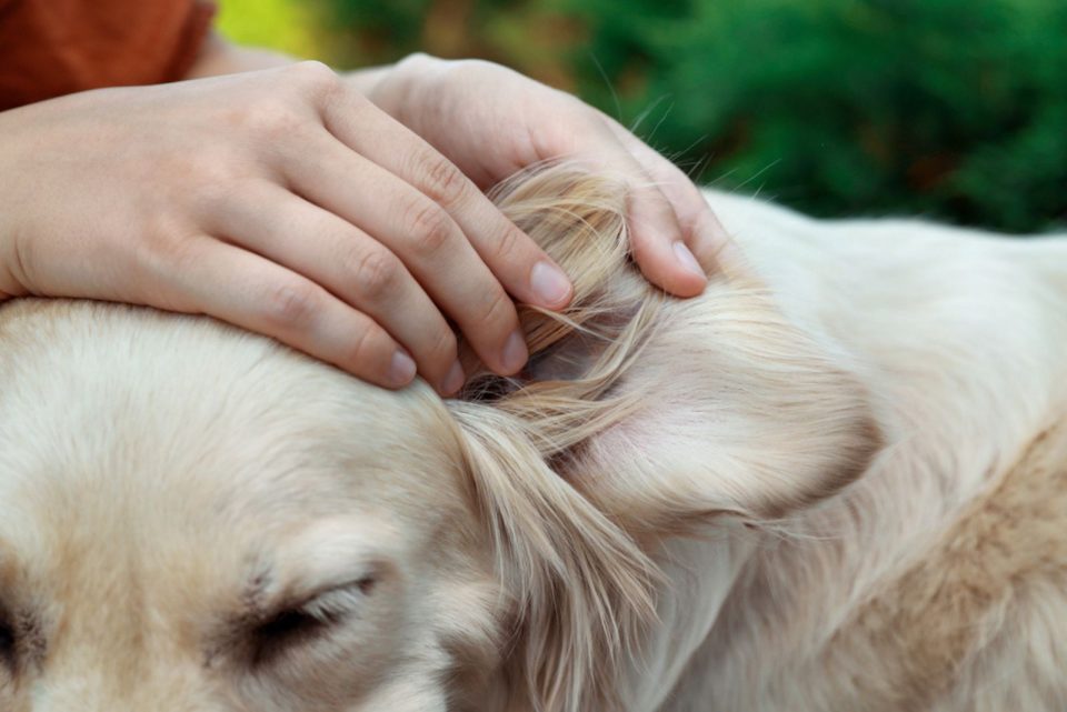 How To Clean Dog Ears The Easy Way
