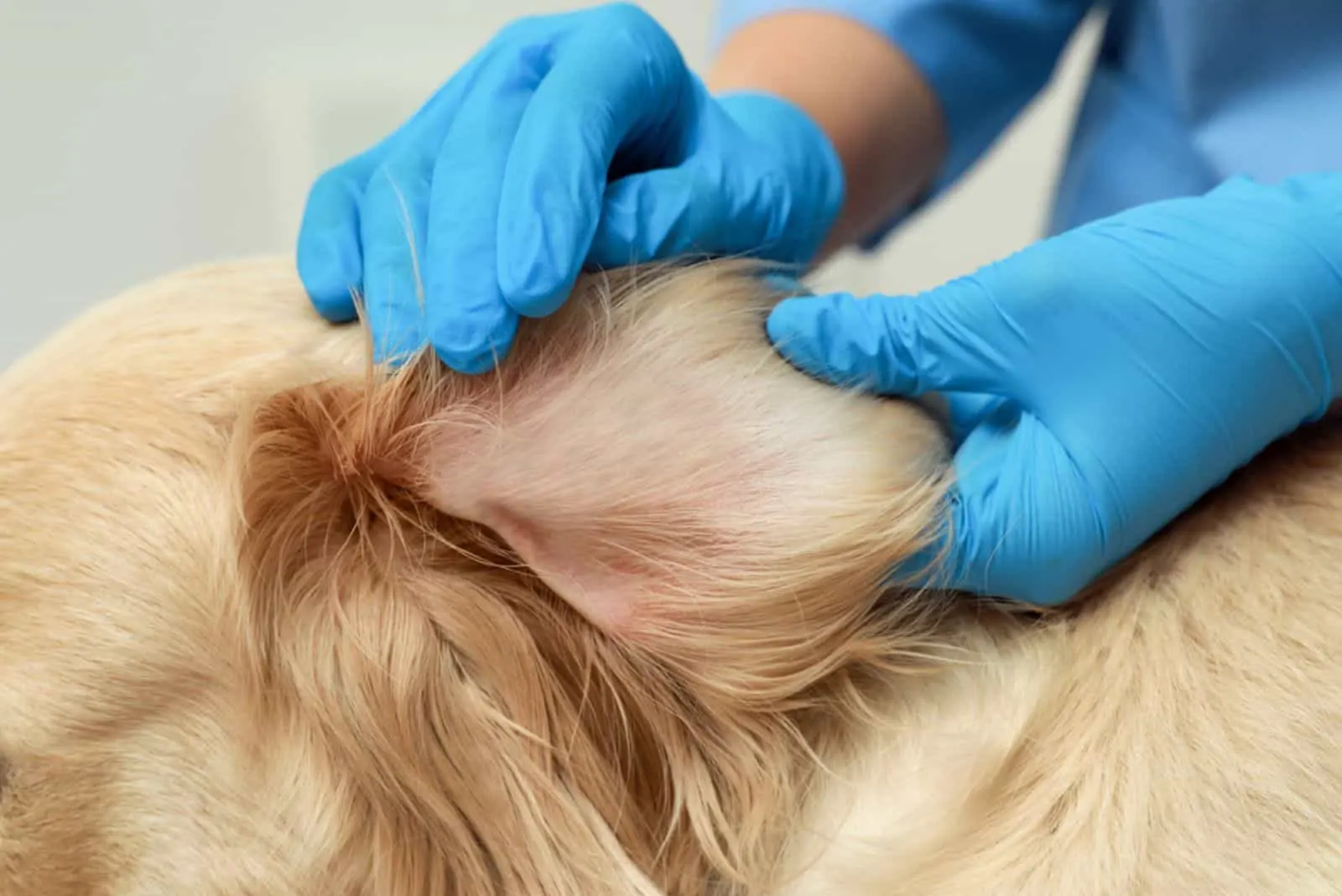 a woman massages a dog's ear