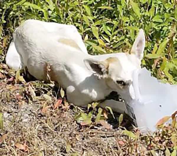 abandoned skinny dog