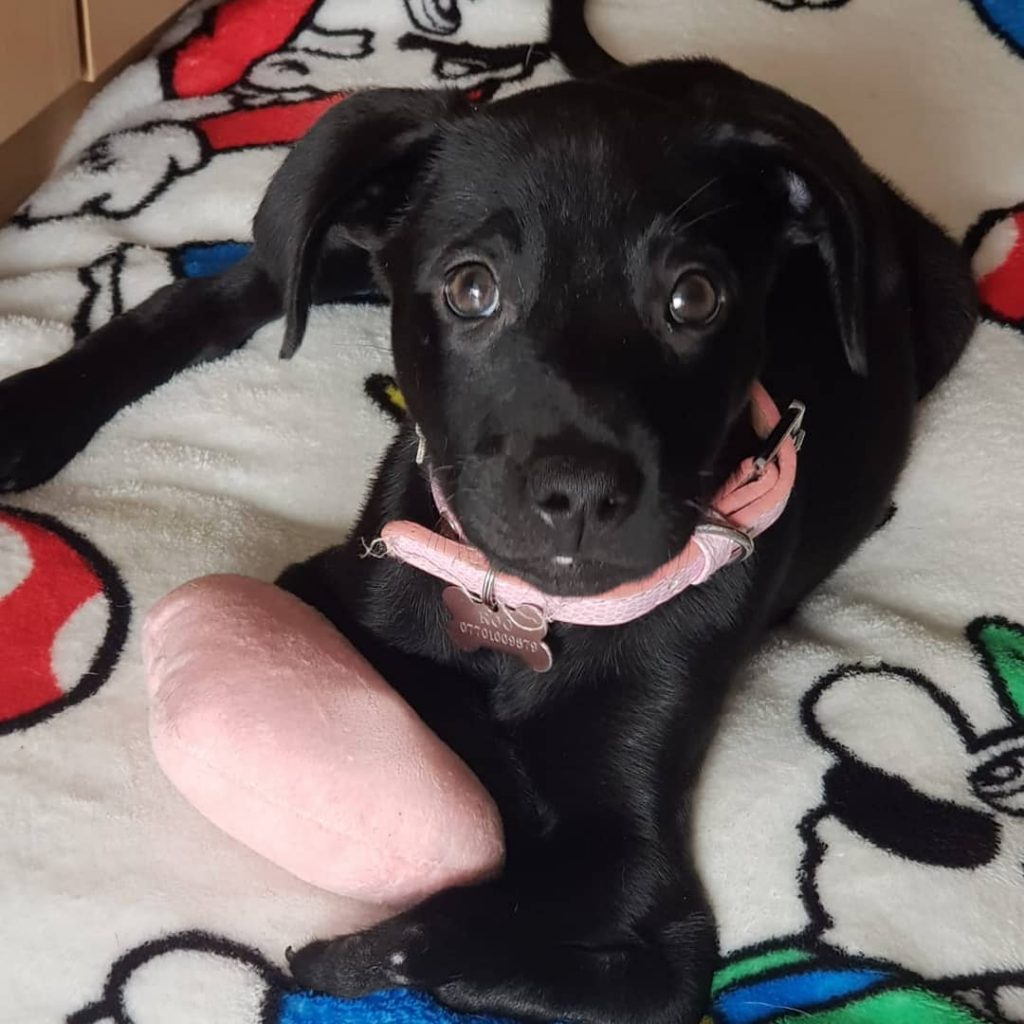 "adorable