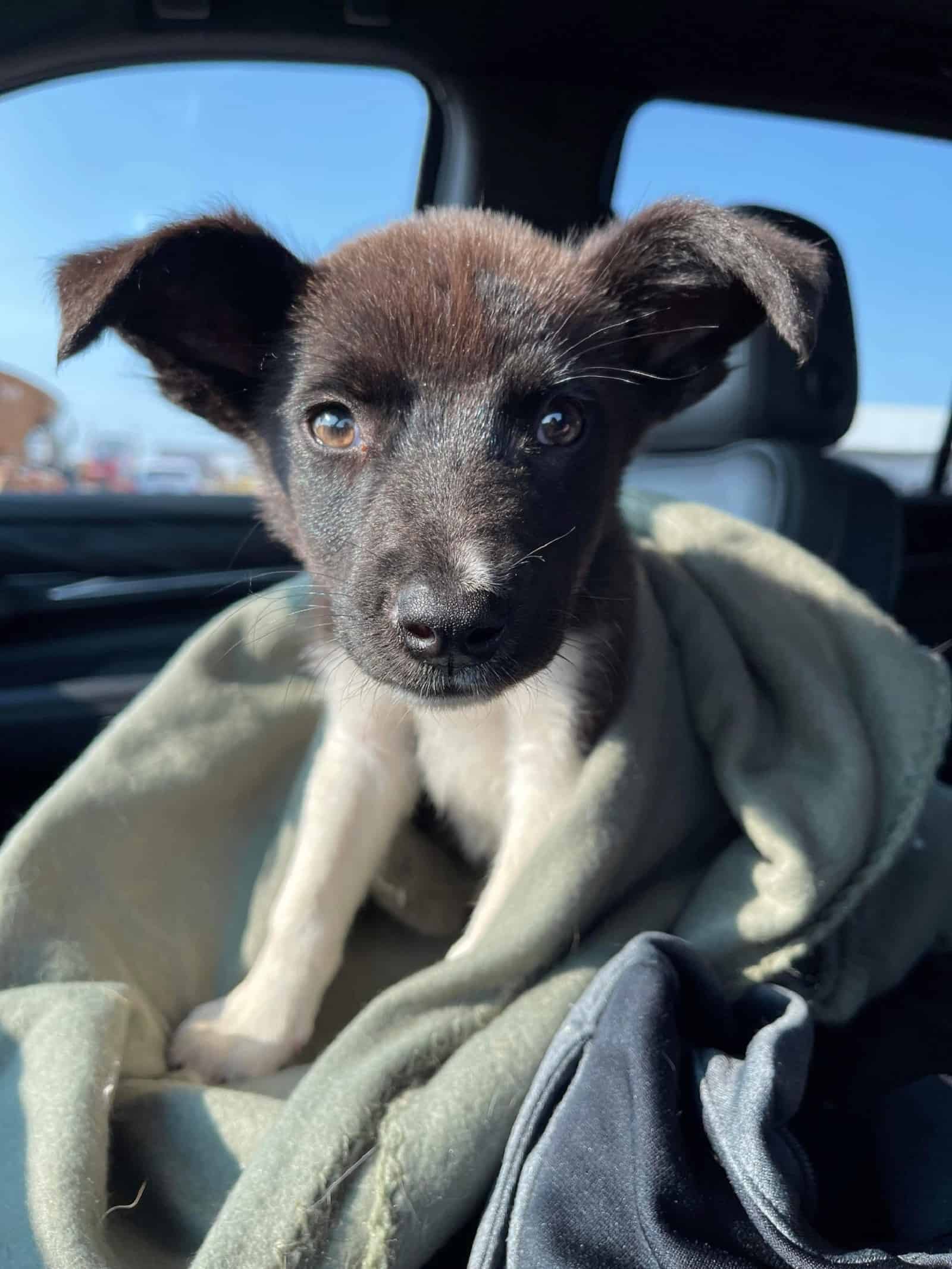 adorable puppy with bunny ears in the car