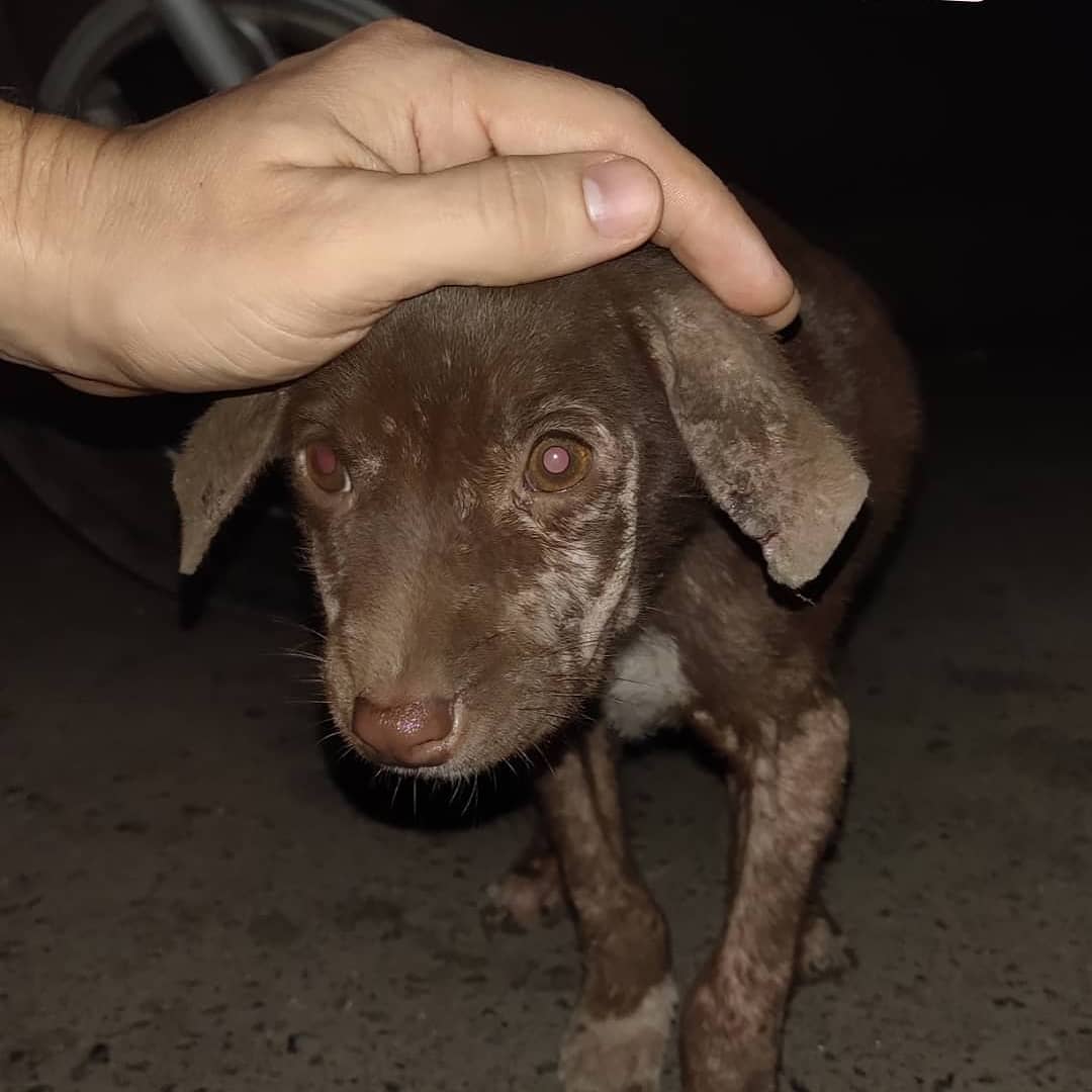 anemic puppy saved from the street