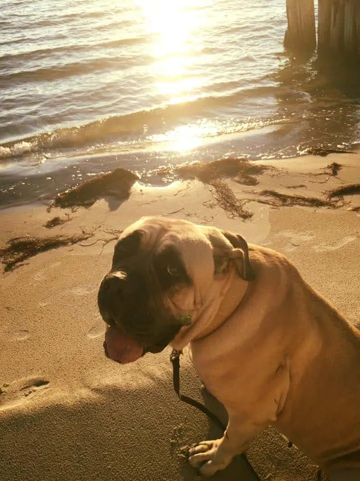 beautiful dog on the beach
