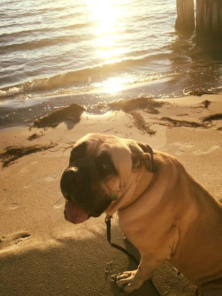hermoso perro en la playa