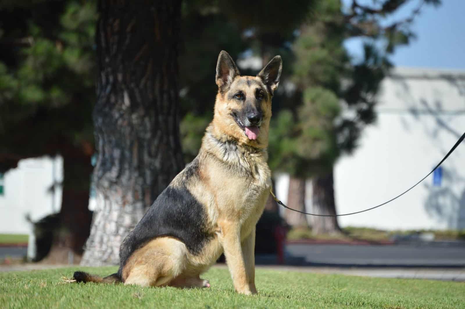 beautiful german shepherd dog on a leash