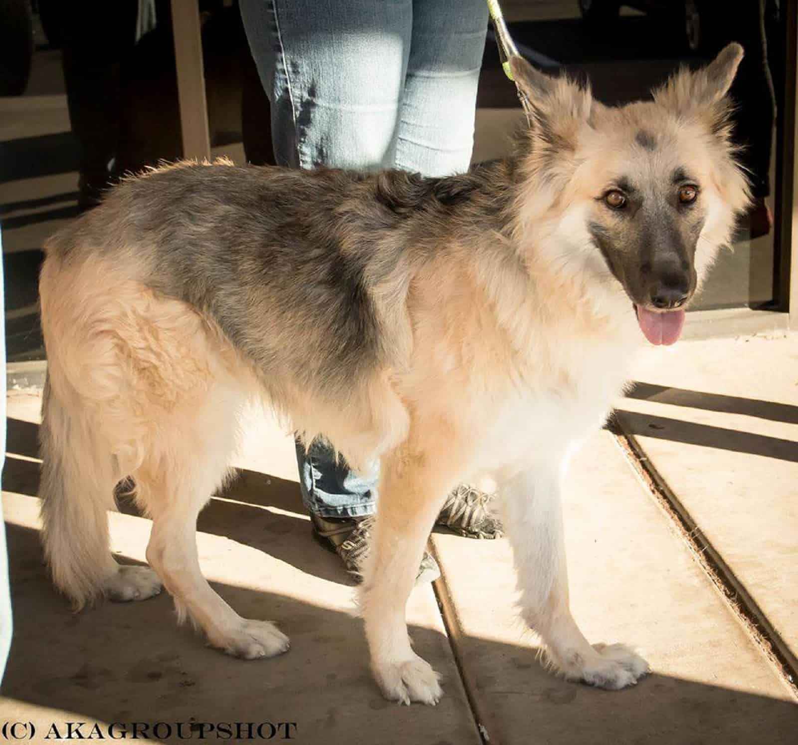 beautiful german shepherd dog on a leash