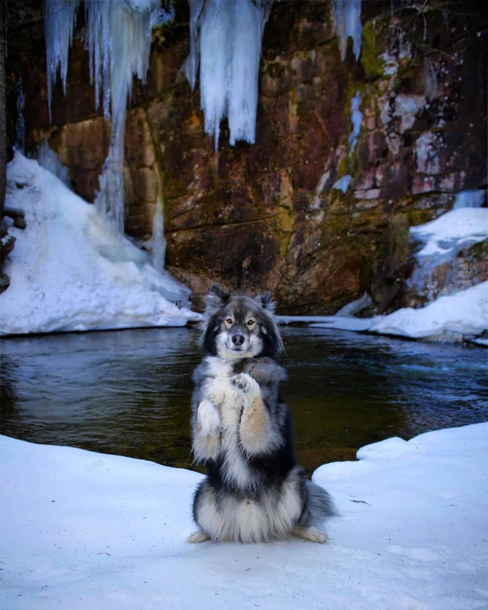 beautiful wolfdog sitting in front frozen waterfall