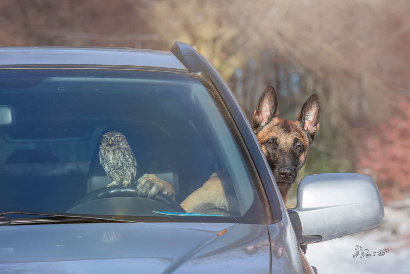 belgian malinois and a owl in the car