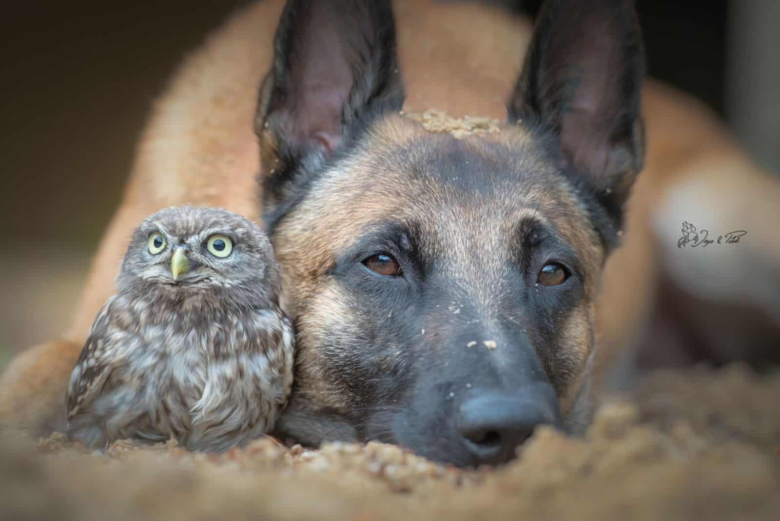 belgian malinois and tiny owl lying together on the ground