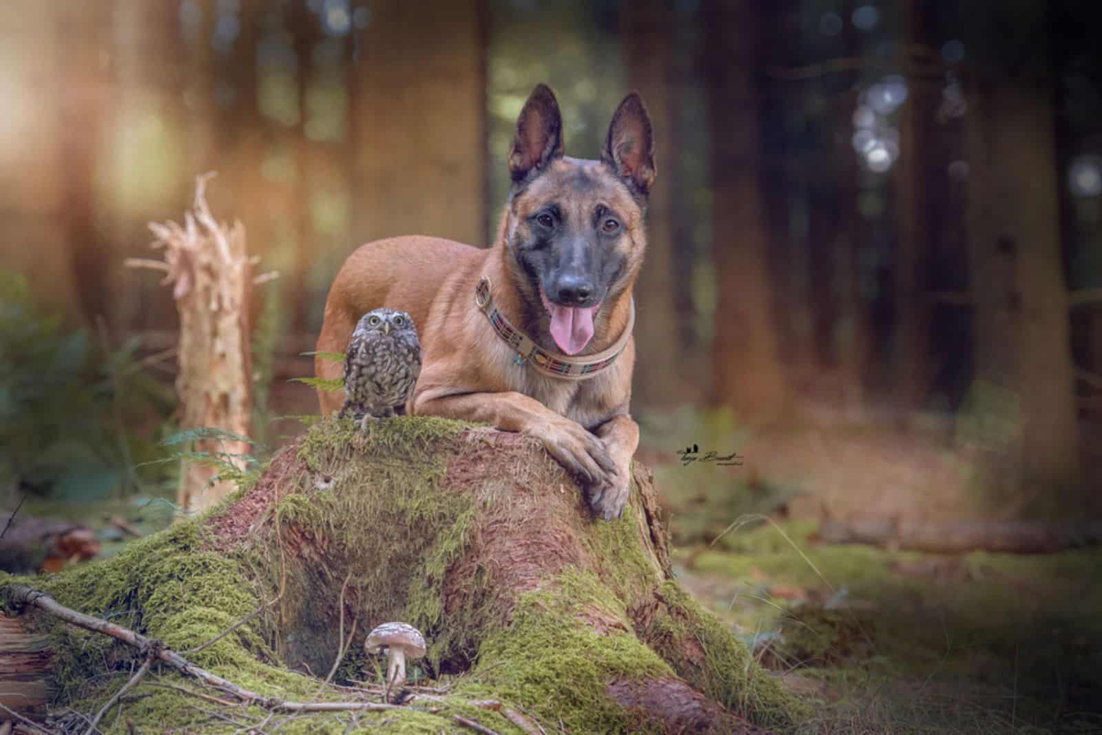belgian malinois and tiny owl sitting on the hill in the woods
