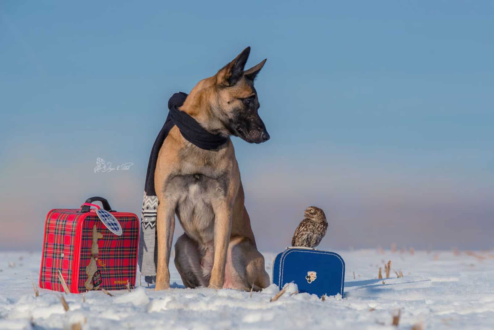belgian malinois and tiny owl sitting on the snow with their suitcases