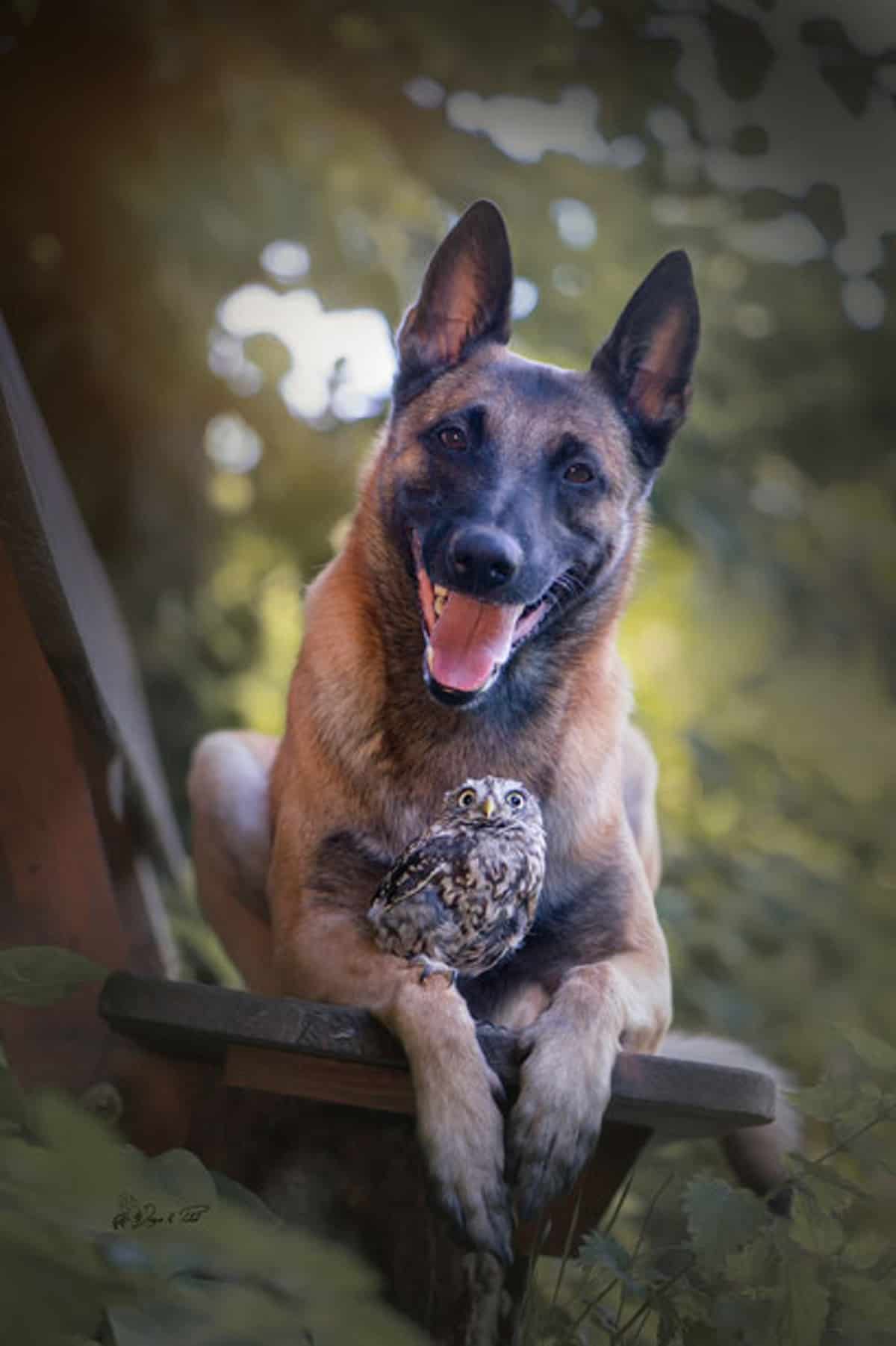 belgian malinois and tiny owl sitting on the wooden bench in the park