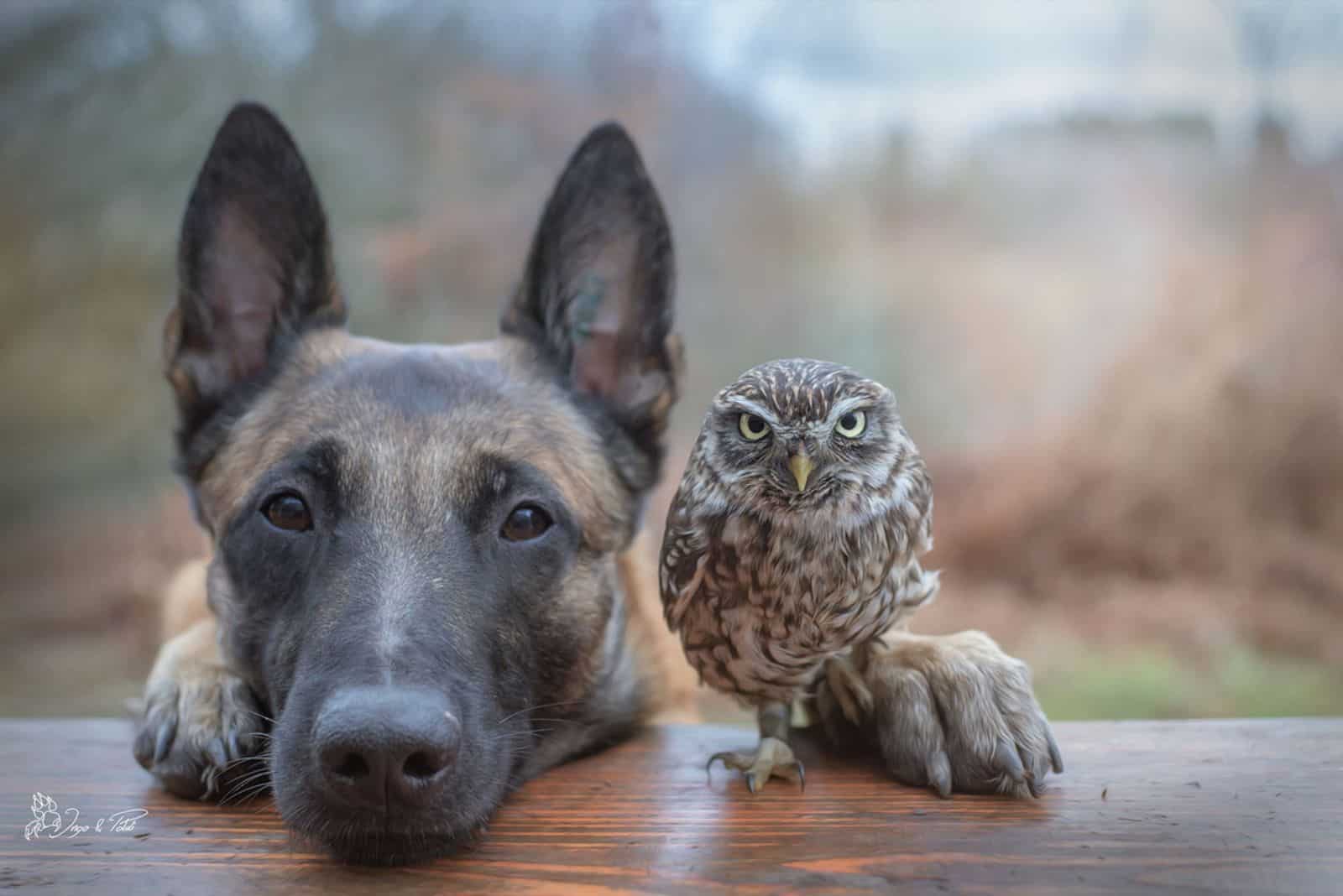 belgian malinois and tiny owl on wooden table