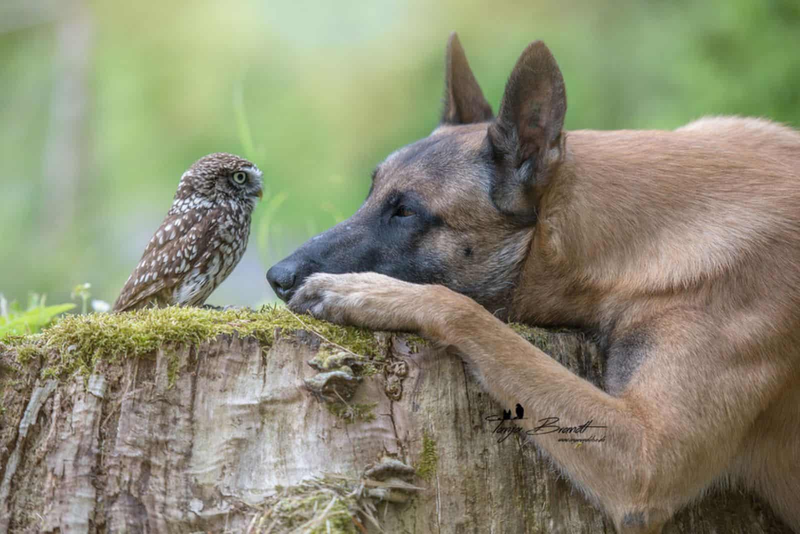 belgian malinois looking at tiny owl in forest