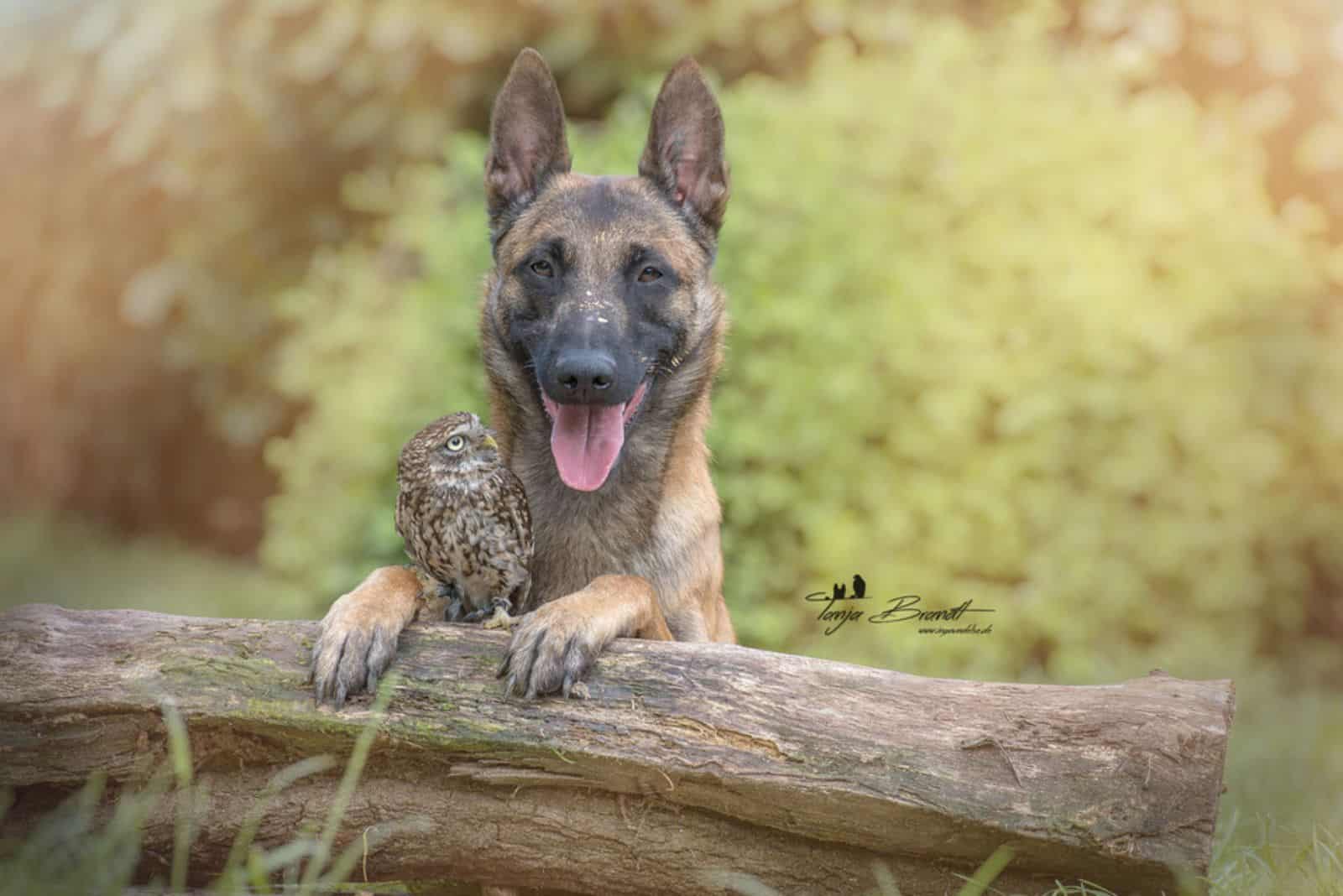 belgian malinois in forest