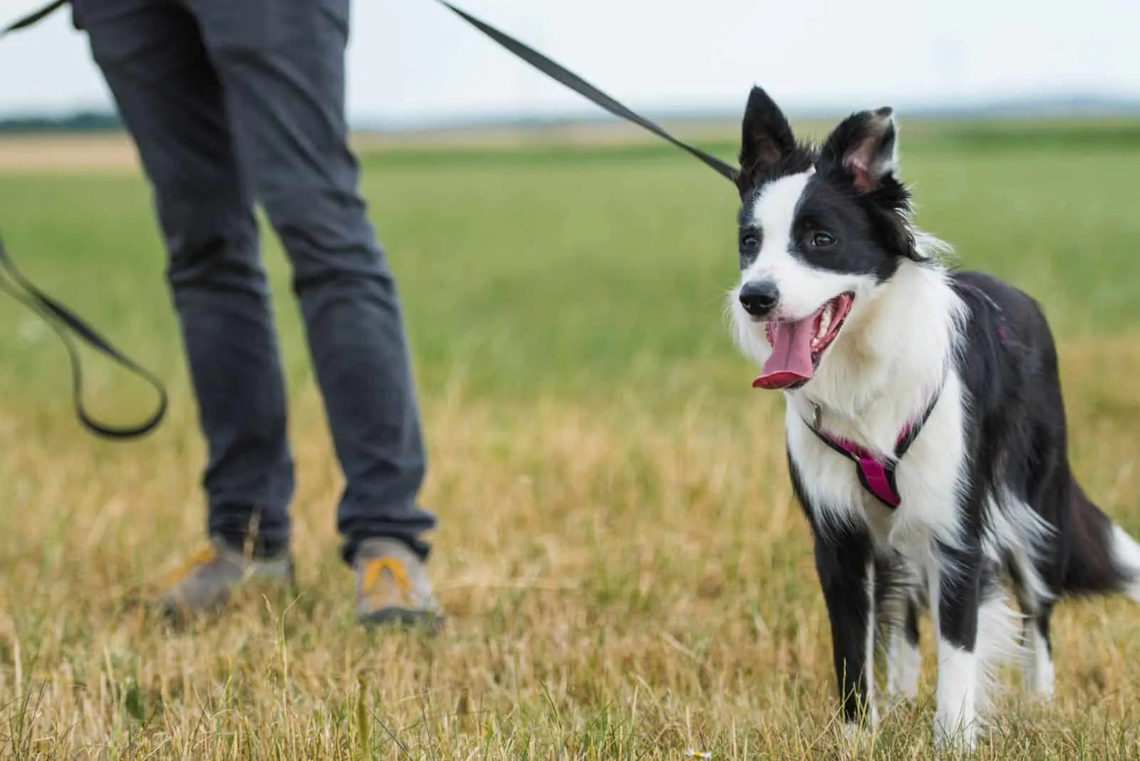 border collie walking on a leash