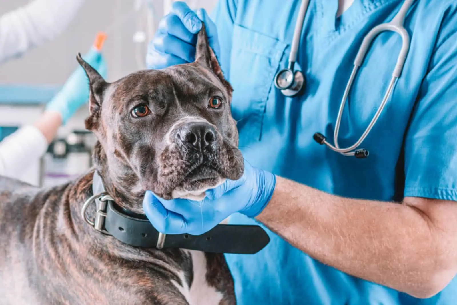 bulldog being examined at clinic