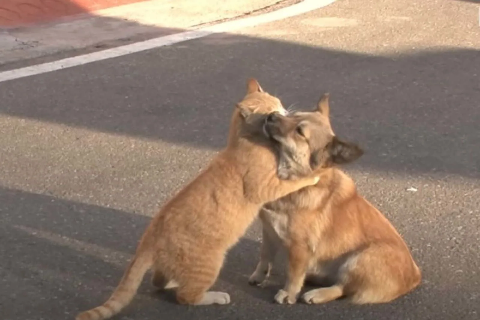 cat hugging a dog on the street