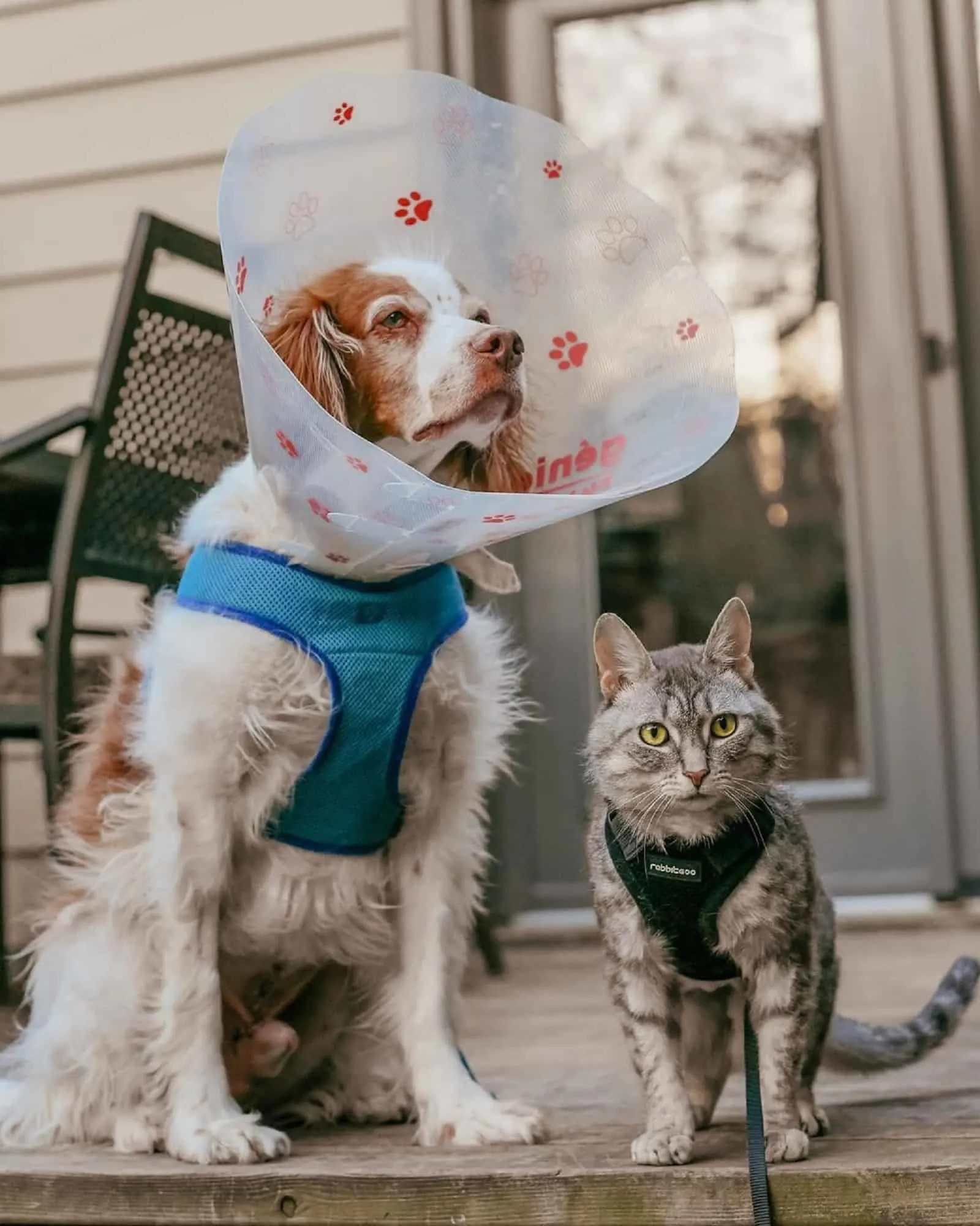 cat sitting beside a dog with medical collar on terrace