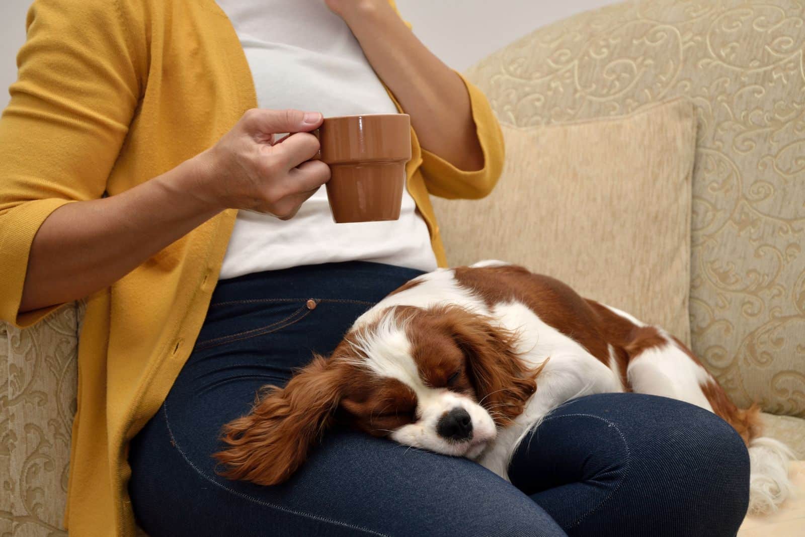 cavalier king charles spaniel sleeping on his owner's lap