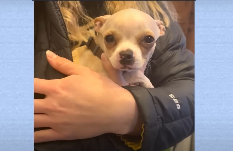 cute pit bull in the arms of a woman