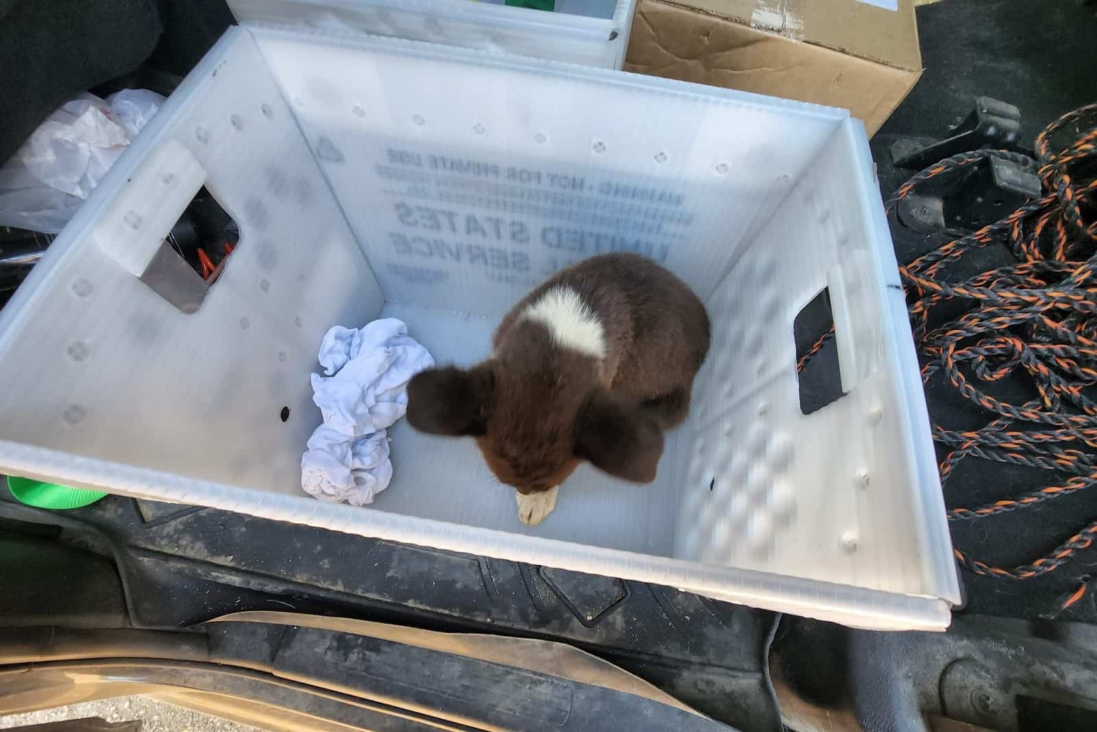 cute puppy in a plastic box