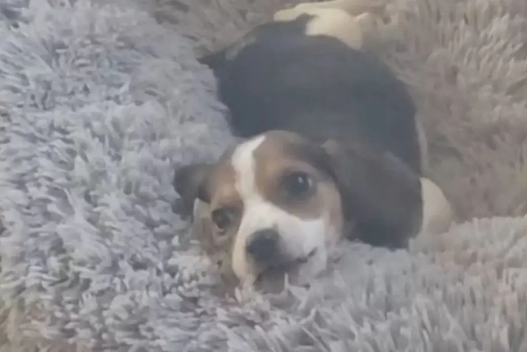 lindo cachorro acostado sobre una manta peluda