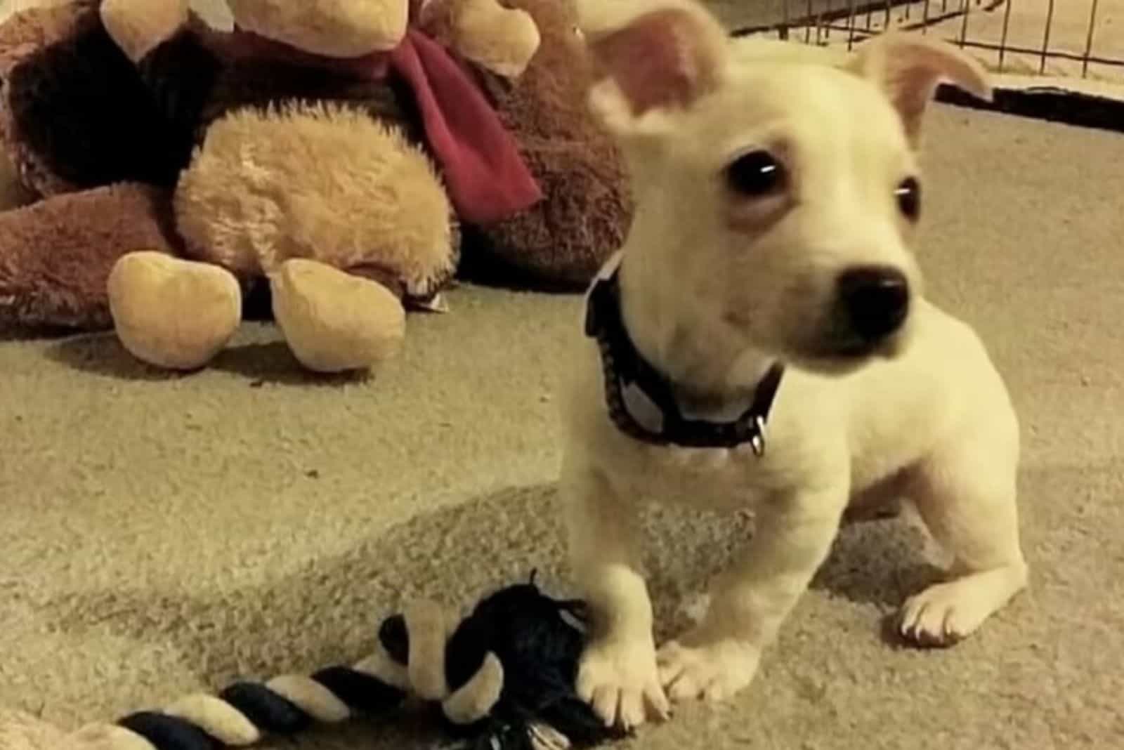 cute white puppy