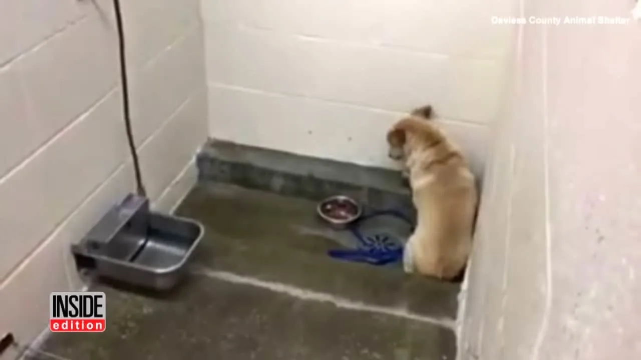 depressed dog staring at the wall