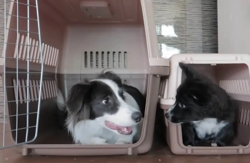 dog and a cat