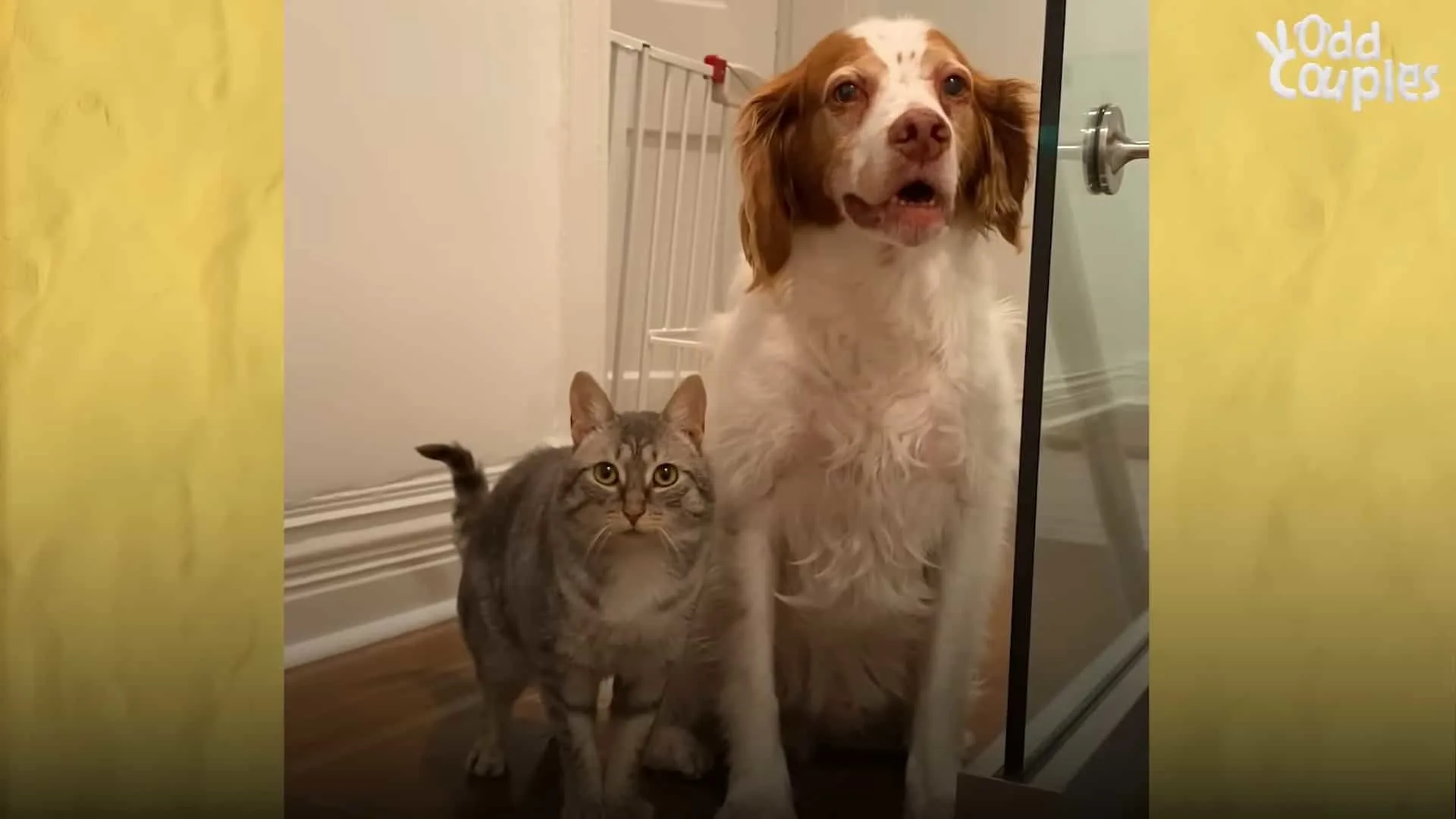 dog and cat standing close to each other in house