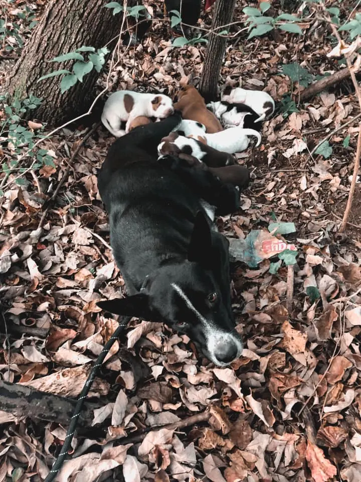 dog and puppies in the woods