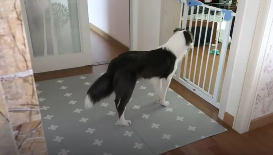 dog at home