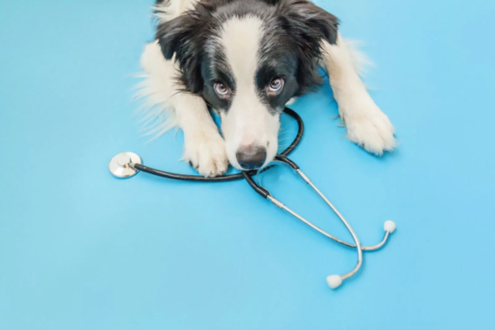dog border collie and stethoscope