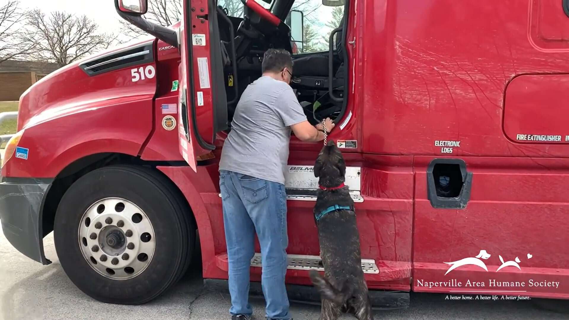 dog entering the truck