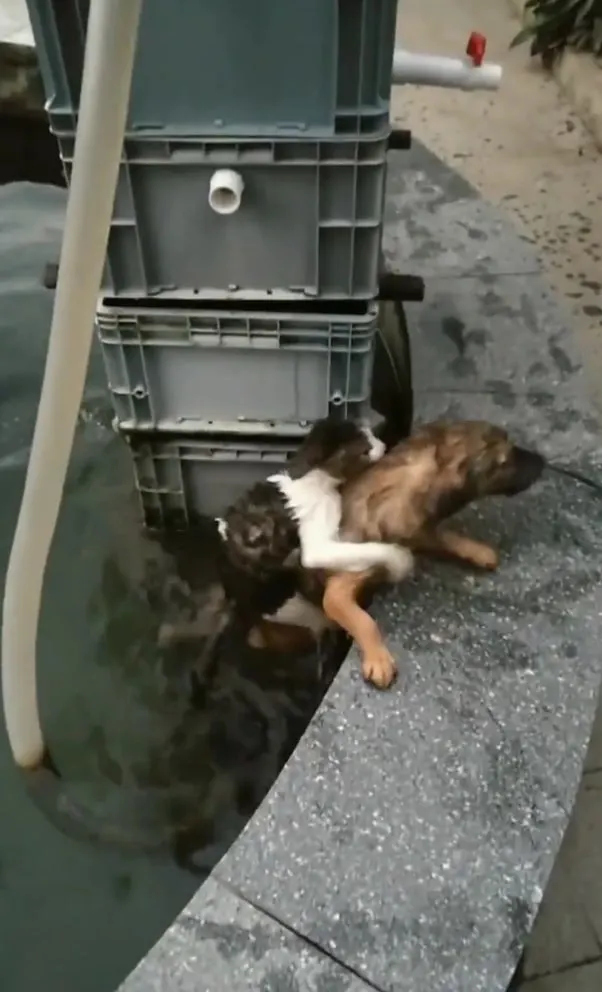 dog gets a drowning cat out of the water