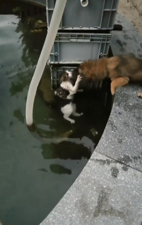 dog approaches a drowning cat to help