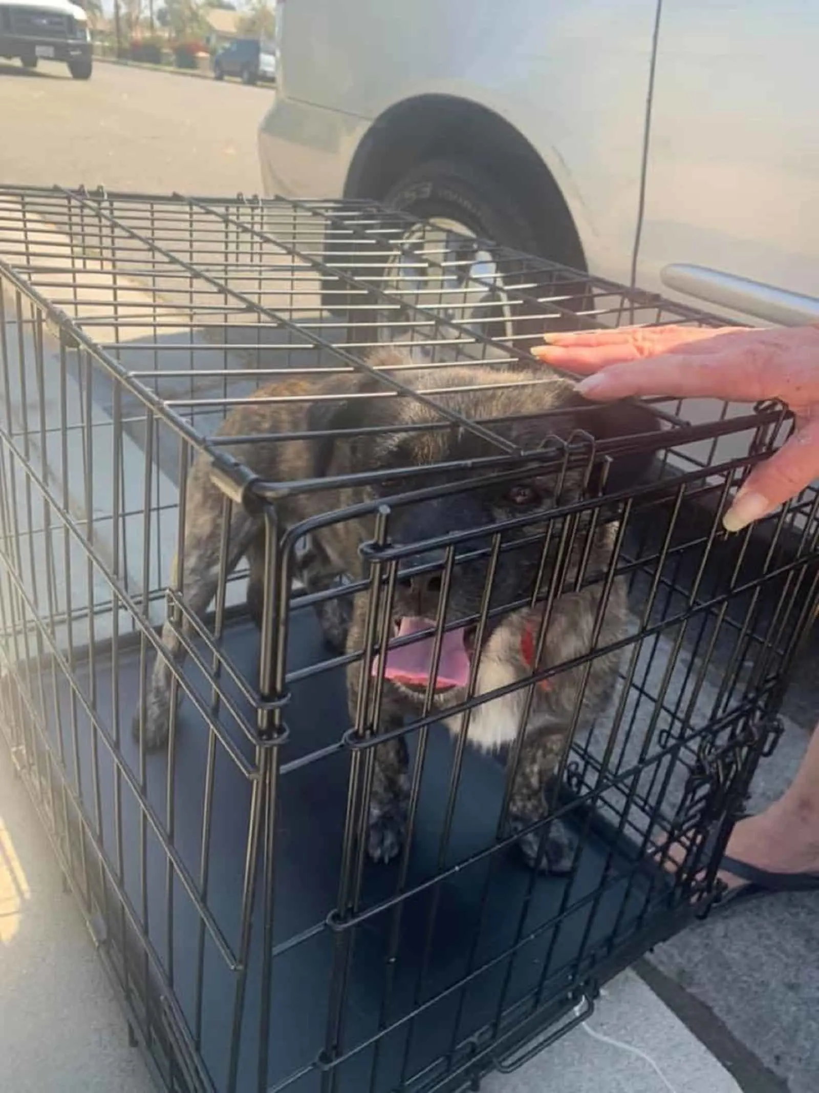 perro en una jaula al lado del auto
