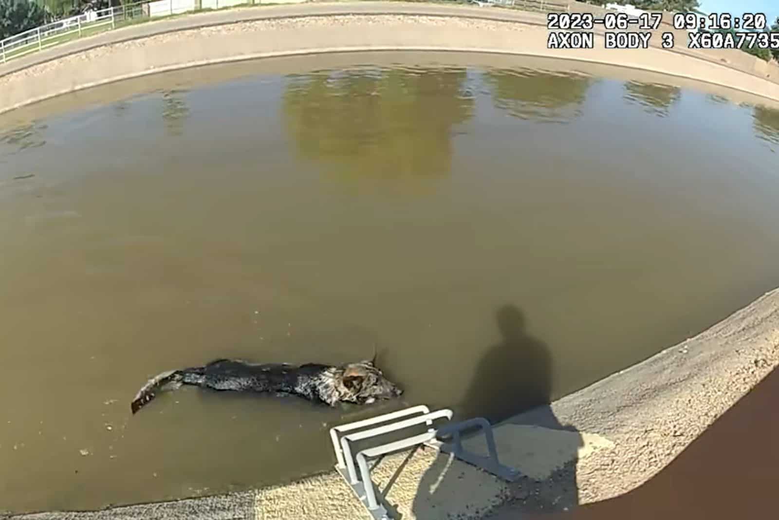 dog in canal