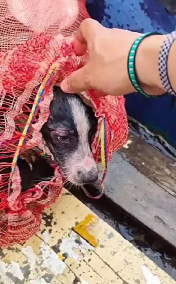 dog in floating bag rescued from river