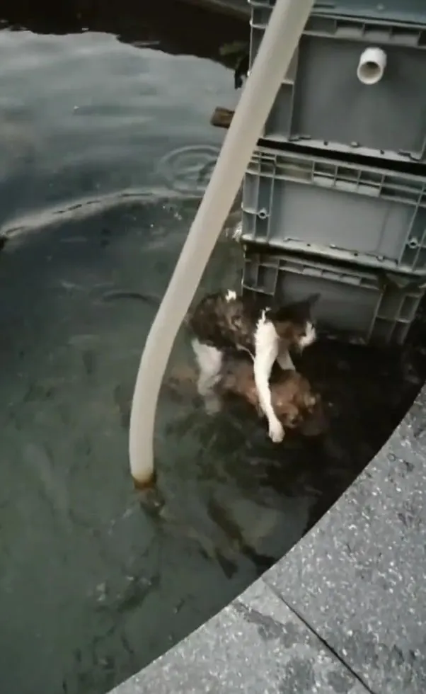 dog jumps in the water to save a cat