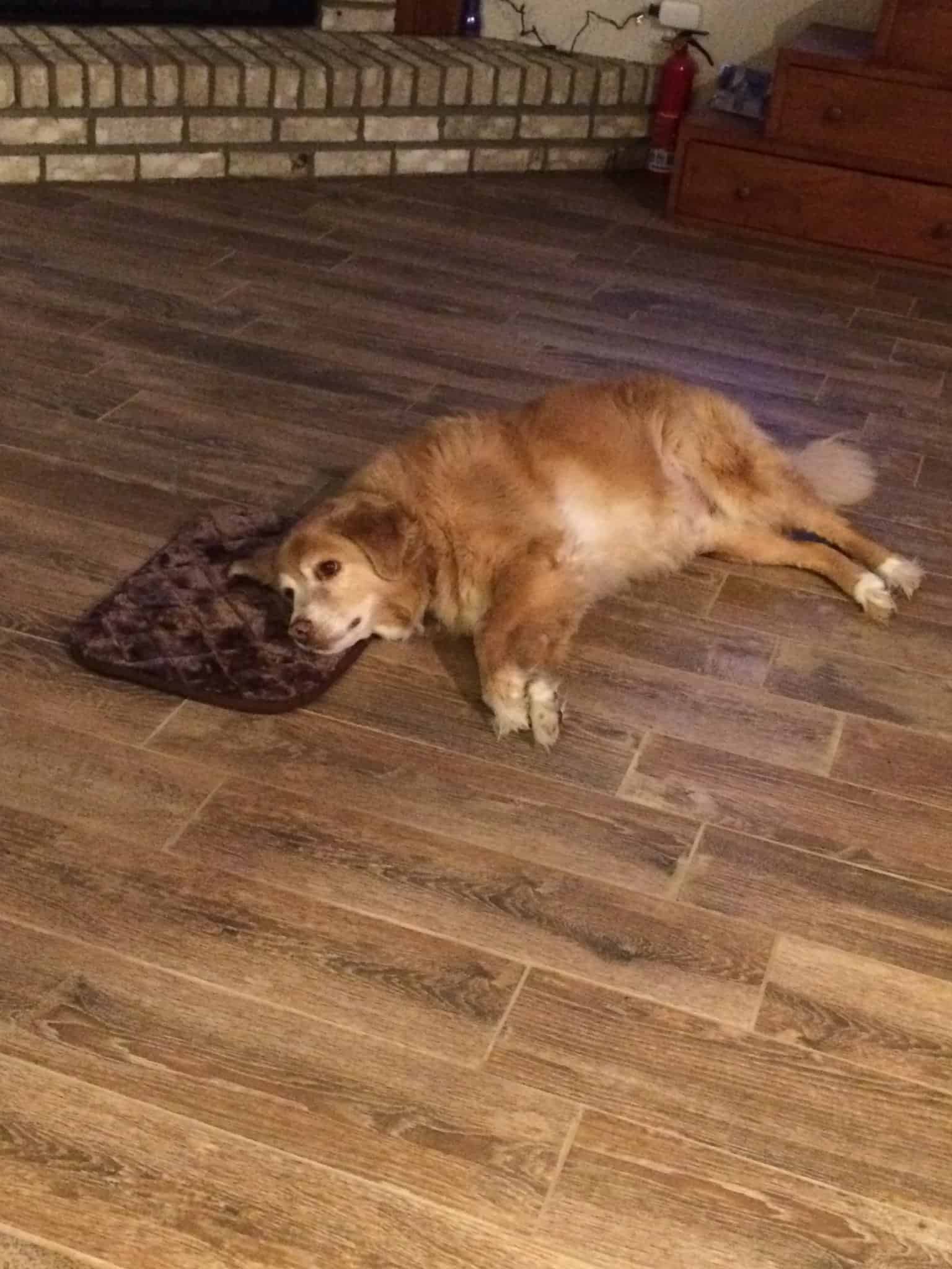 dog laying on the floor