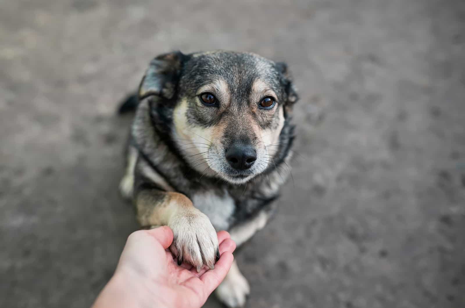 dog looking up at a man