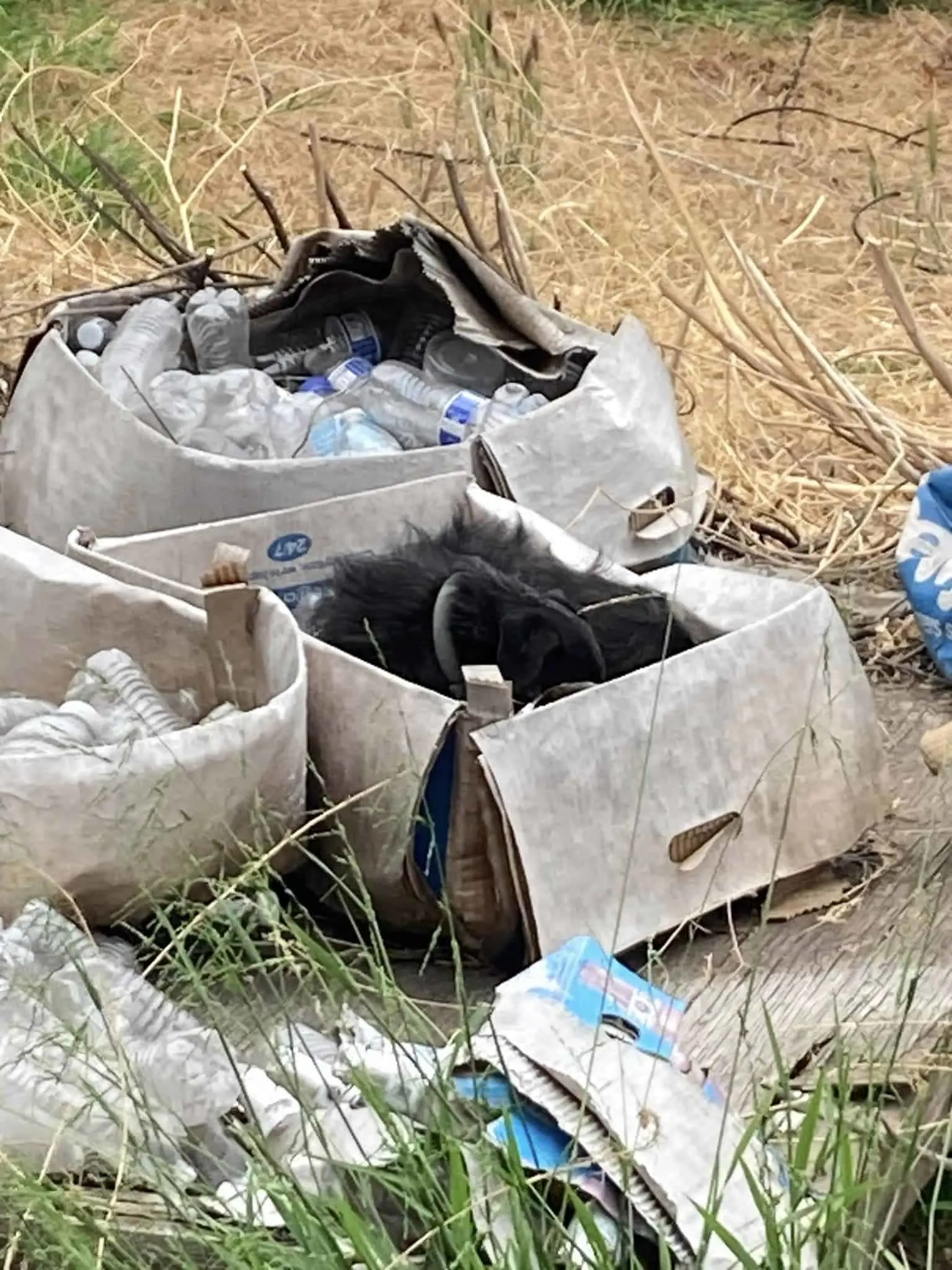 perro mayor durmiendo en una caja