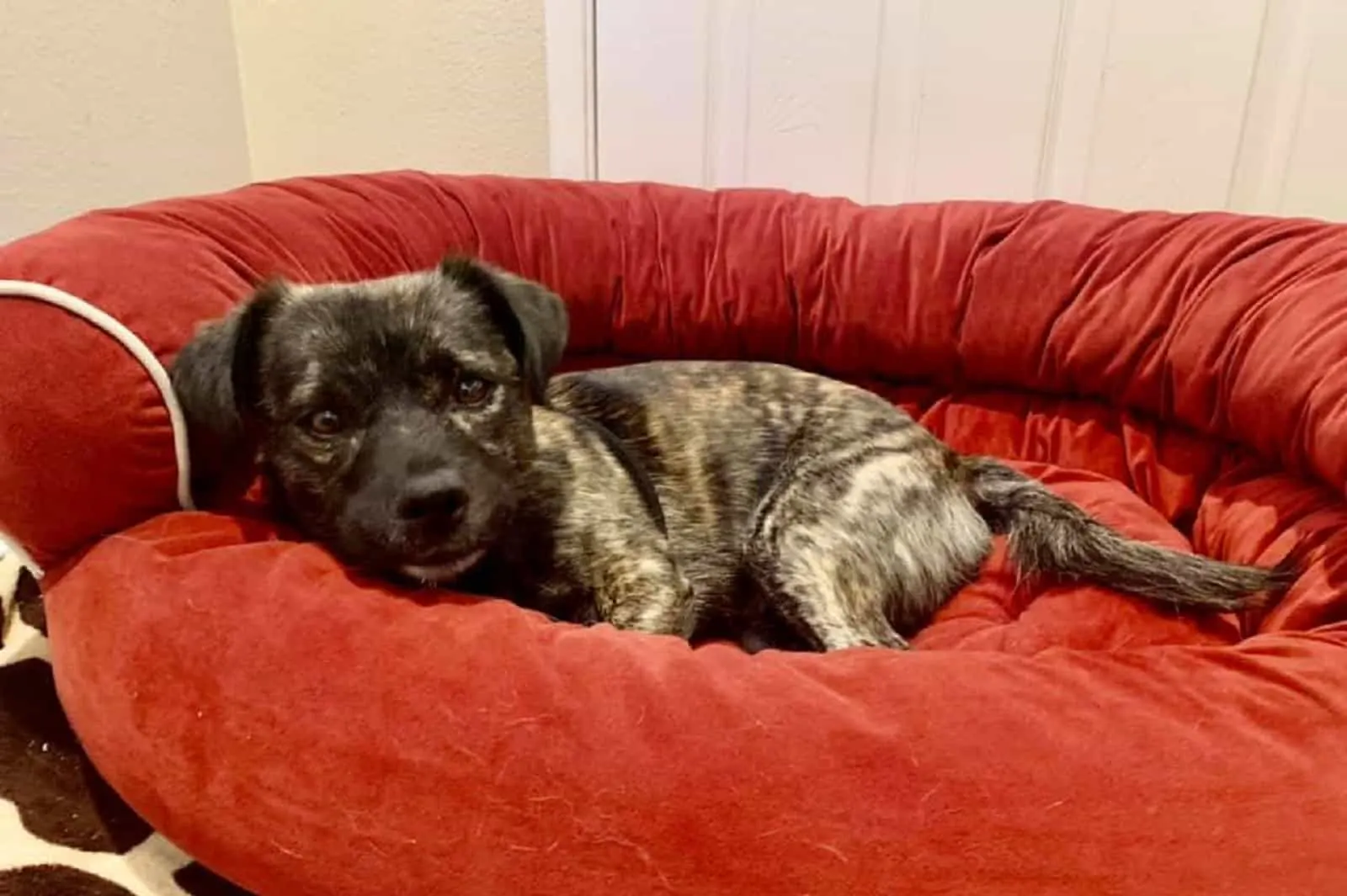 perro acostado en su cama en casa