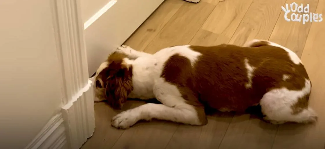 dog lying on the floor by the bedroom