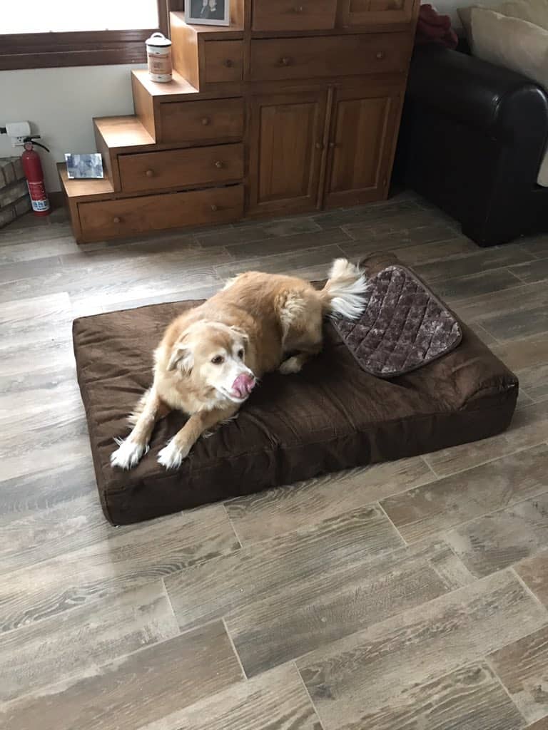 dog relaxing on his bed