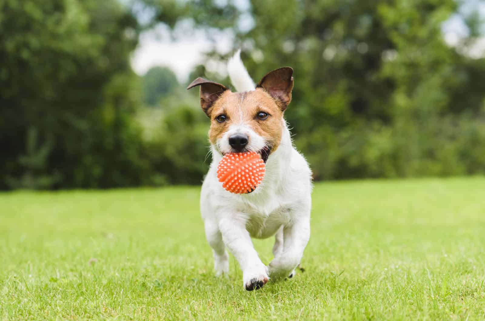 dog running with a ball in his mouth