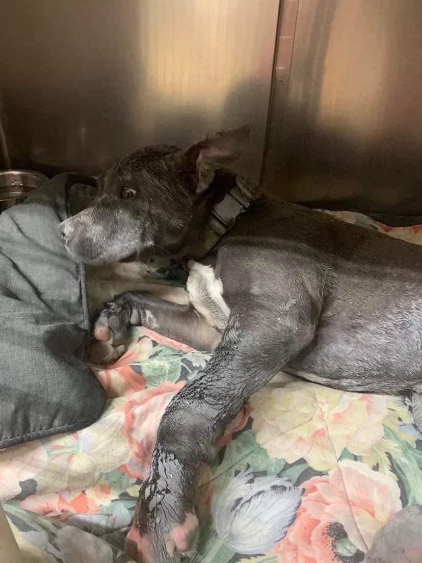 dog screwed to a bathroom door 